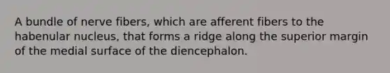 A bundle of nerve fibers, which are afferent fibers to the habenular nucleus, that forms a ridge along the superior margin of the medial surface of the diencephalon.