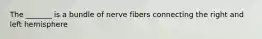 The _______ is a bundle of nerve fibers connecting the right and left hemisphere