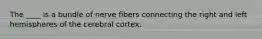 The ____ is a bundle of nerve fibers connecting the right and left hemispheres of the cerebral cortex.