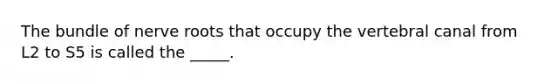 The bundle of nerve roots that occupy the vertebral canal from L2 to S5 is called the _____.