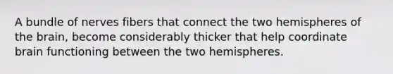 A bundle of nerves fibers that connect the two hemispheres of the brain, become considerably thicker that help coordinate brain functioning between the two hemispheres.