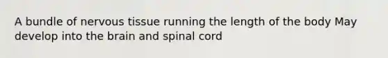 A bundle of <a href='https://www.questionai.com/knowledge/kqA5Ws88nP-nervous-tissue' class='anchor-knowledge'>nervous tissue</a> running the length of the body May develop into <a href='https://www.questionai.com/knowledge/kLMtJeqKp6-the-brain' class='anchor-knowledge'>the brain</a> and spinal cord