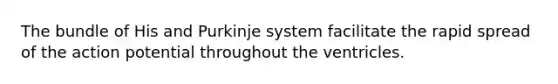 The bundle of His and Purkinje system facilitate the rapid spread of the action potential throughout the ventricles.