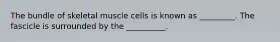 The bundle of skeletal muscle cells is known as _________. The fascicle is surrounded by the __________.