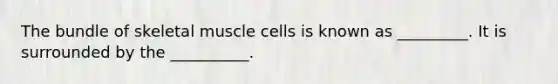 The bundle of skeletal muscle cells is known as _________. It is surrounded by the __________.