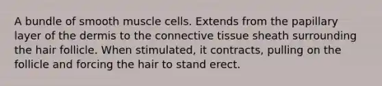 A bundle of smooth muscle cells. Extends from the papillary layer of the dermis to the connective tissue sheath surrounding the hair follicle. When stimulated, it contracts, pulling on the follicle and forcing the hair to stand erect.