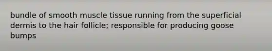 bundle of smooth <a href='https://www.questionai.com/knowledge/kMDq0yZc0j-muscle-tissue' class='anchor-knowledge'>muscle tissue</a> running from the superficial dermis to the hair follicle; responsible for producing goose bumps