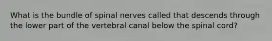 What is the bundle of spinal nerves called that descends through the lower part of the vertebral canal below the spinal cord?