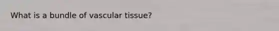 What is a bundle of vascular tissue?