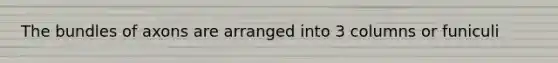 The bundles of axons are arranged into 3 columns or funiculi