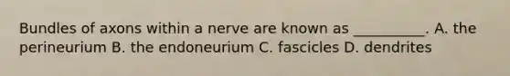 Bundles of axons within a nerve are known as __________. A. the perineurium B. the endoneurium C. fascicles D. dendrites