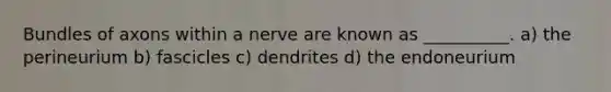 Bundles of axons within a nerve are known as __________. a) the perineurium b) fascicles c) dendrites d) the endoneurium