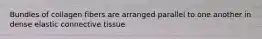Bundles of collagen fibers are arranged parallel to one another in dense elastic connective tissue
