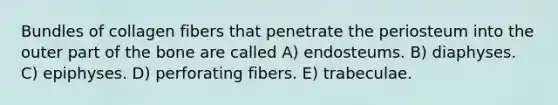 Bundles of collagen fibers that penetrate the periosteum into the outer part of the bone are called A) endosteums. B) diaphyses. C) epiphyses. D) perforating fibers. E) trabeculae.