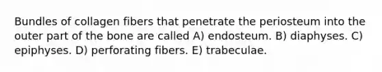 Bundles of collagen fibers that penetrate the periosteum into the outer part of the bone are called A) endosteum. B) diaphyses. C) epiphyses. D) perforating fibers. E) trabeculae.