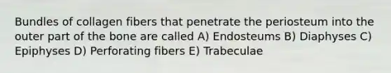 Bundles of collagen fibers that penetrate the periosteum into the outer part of the bone are called A) Endosteums B) Diaphyses C) Epiphyses D) Perforating fibers E) Trabeculae