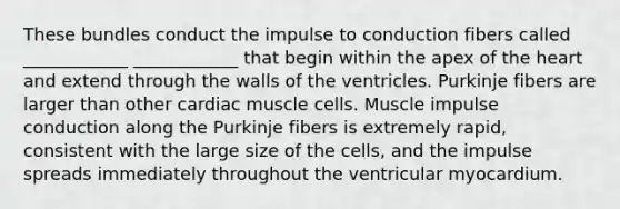 These bundles conduct the impulse to conduction fibers called ____________ ____________ that begin within the apex of the heart and extend through the walls of the ventricles. Purkinje fibers are larger than other cardiac muscle cells. Muscle impulse conduction along the Purkinje fibers is extremely rapid, consistent with the large size of the cells, and the impulse spreads immediately throughout the ventricular myocardium.