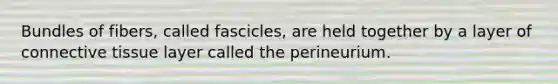 Bundles of fibers, called fascicles, are held together by a layer of connective tissue layer called the perineurium.