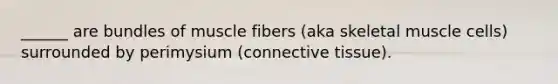 ______ are bundles of muscle fibers (aka skeletal muscle cells) surrounded by perimysium (connective tissue).