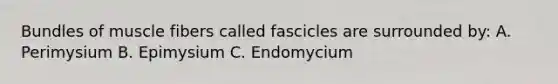 Bundles of muscle fibers called fascicles are surrounded by: A. Perimysium B. Epimysium C. Endomycium