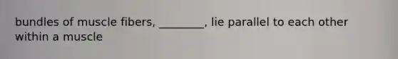bundles of muscle fibers, ________, lie parallel to each other within a muscle