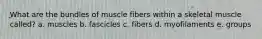 What are the bundles of muscle fibers within a skeletal muscle called? a. muscles b. fascicles c. fibers d. myofilaments e. groups