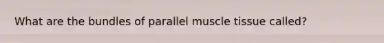 What are the bundles of parallel muscle tissue called?