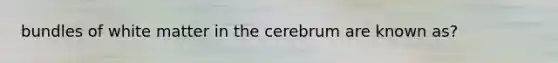 bundles of white matter in the cerebrum are known as?