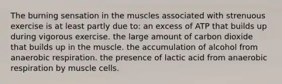 The burning sensation in the muscles associated with strenuous exercise is at least partly due to: an excess of ATP that builds up during vigorous exercise. the large amount of carbon dioxide that builds up in the muscle. the accumulation of alcohol from anaerobic respiration. the presence of lactic acid from anaerobic respiration by muscle cells.