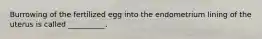 Burrowing of the fertilized egg into the endometrium lining of the uterus is called __________.