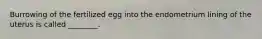 Burrowing of the fertilized egg into the endometrium lining of the uterus is called ________.