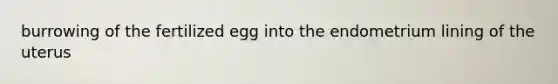 burrowing of the fertilized egg into the endometrium lining of the uterus