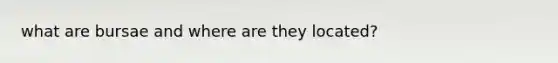 what are bursae and where are they located?