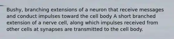 Bushy, branching extensions of a neuron that receive messages and conduct impulses toward the cell body A short branched extension of a nerve cell, along which impulses received from other cells at synapses are transmitted to the cell body.