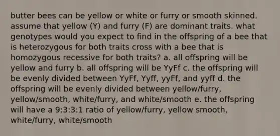 butter bees can be yellow or white or furry or smooth skinned. assume that yellow (Y) and furry (F) are dominant traits. what genotypes would you expect to find in the offspring of a bee that is heterozygous for both traits cross with a bee that is homozygous recessive for both traits? a. all offspring will be yellow and furry b. all offspring will be YyFf c. the offspring will be evenly divided between YyFf, Yyff, yyFf, and yyff d. the offspring will be evenly divided between yellow/furry, yellow/smooth, white/furry, and white/smooth e. the offspring will have a 9:3:3:1 ratio of yellow/furry, yellow smooth, white/furry, white/smooth