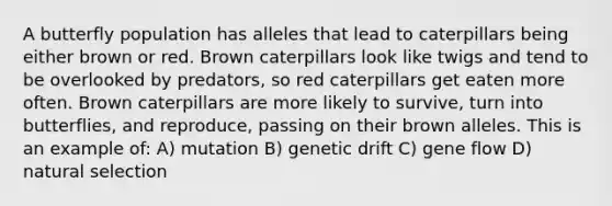 A butterfly population has alleles that lead to caterpillars being either brown or red. Brown caterpillars look like twigs and tend to be overlooked by predators, so red caterpillars get eaten more often. Brown caterpillars are more likely to survive, turn into butterflies, and reproduce, passing on their brown alleles. This is an example of: A) mutation B) genetic drift C) gene flow D) natural selection