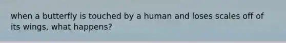 when a butterfly is touched by a human and loses scales off of its wings, what happens?