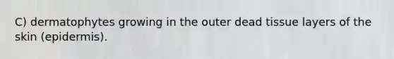 C) dermatophytes growing in the outer dead tissue layers of the skin (epidermis).