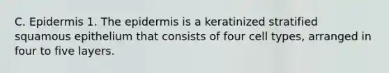 C. Epidermis 1. The epidermis is a keratinized stratified squamous epithelium that consists of four cell types, arranged in four to five layers.