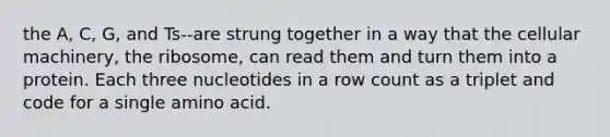 the A, C, G, and Ts--are strung together in a way that the cellular machinery, the ribosome, can read them and turn them into a protein. Each three nucleotides in a row count as a triplet and code for a single amino acid.