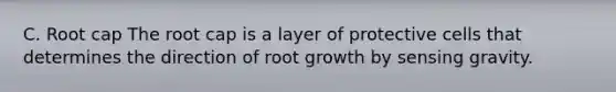 C. Root cap The root cap is a layer of protective cells that determines the direction of root growth by sensing gravity.