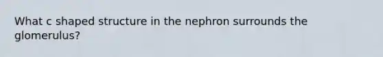 What c shaped structure in the nephron surrounds the glomerulus?