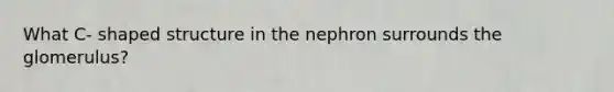 What C- shaped structure in the nephron surrounds the glomerulus?