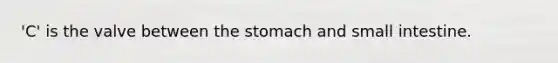 'C' is the valve between the stomach and small intestine.