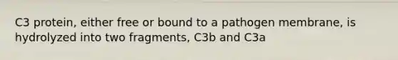 C3 protein, either free or bound to a pathogen membrane, is hydrolyzed into two fragments, C3b and C3a