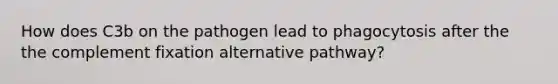 How does C3b on the pathogen lead to phagocytosis after the the complement fixation alternative pathway?