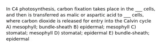 In C4 photosynthesis, carbon fixation takes place in the ___ cells, and then is transferred as malic or aspartic acid to ___ cells, where carbon dioxide is released for entry into the Calvin cycle A) mesophyll; bundle-sheath B) epidermal; mesophyll C) stomatal; mesophyll D) stomatal; epidermal E) bundle-sheath; epidermal