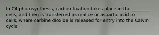 In C4 photosynthesis, carbon fixation takes place in the ________ cells, and then is transferred as malice or aspartic acid to _______ cells, where carbine dioxide is released for entry into the Calvin cycle