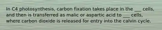 In C4 photosynthesis, carbon fixation takes place in the ___ cells, and then is transferred as malic or aspartic acid to ___ cells, where carbon dioxide is released for entry into the calvin cycle.