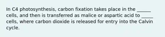 In C4 photosynthesis, carbon fixation takes place in the ______ cells, and then is transferred as malice or aspartic acid to _____ cells, where carbon dioxide is released for entry into the Calvin cycle.